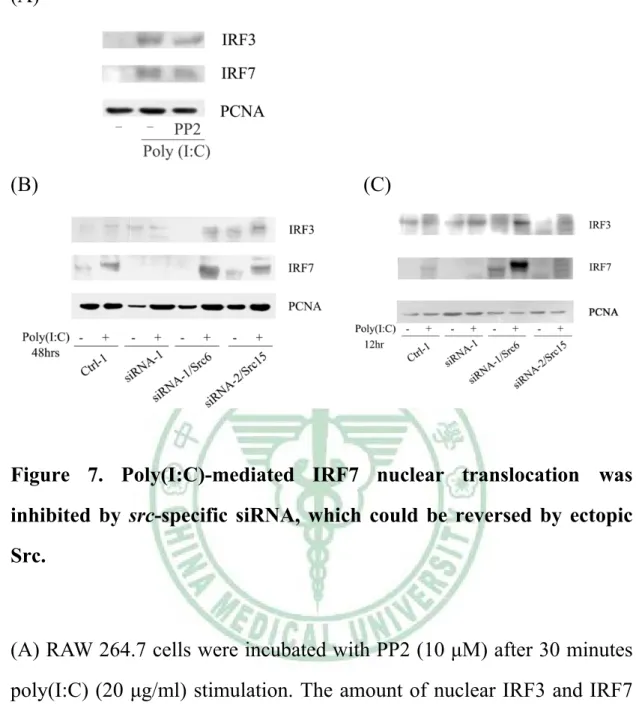 Figure 7. Poly(I:C)-mediated IRF7 nuclear translocation was  inhibited by src-specific siRNA, which could be reversed by ectopic  Src