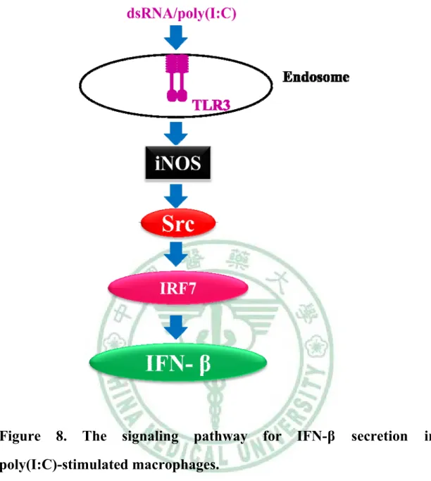 Figure 8. The signaling pathway for IFN-β secretion in  poly(I:C)-stimulated macrophages