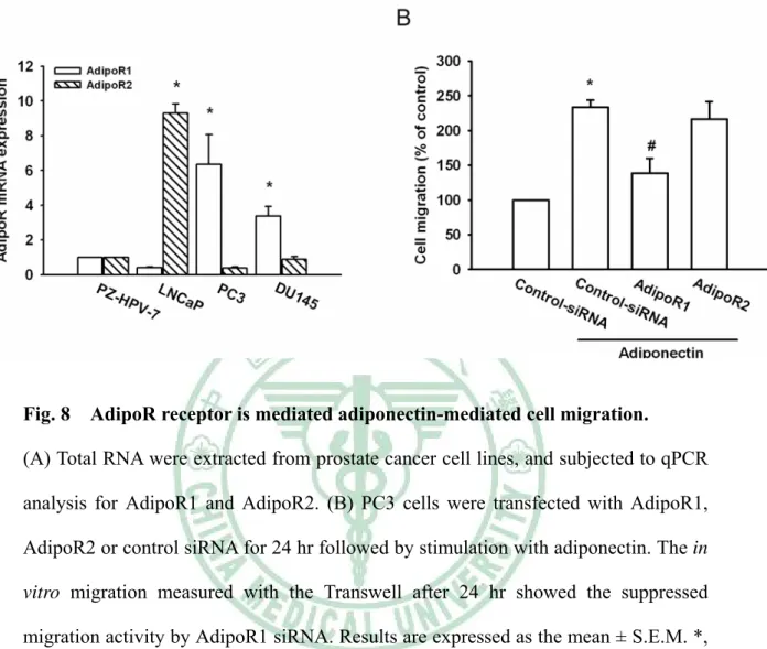 Fig. 8    AdipoR receptor is mediated adiponectin-mediated cell migration.   