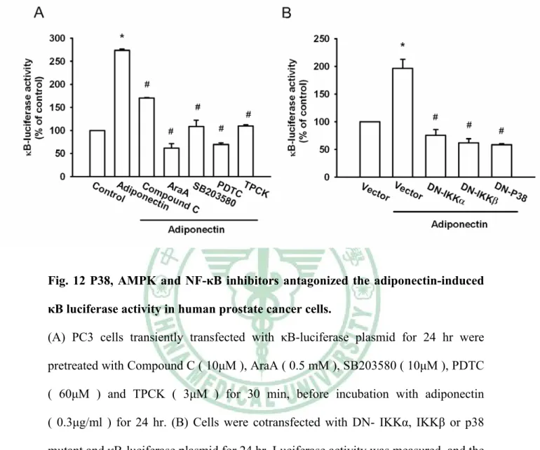 Fig. 12 P38, AMPK and NF-κB inhibitors antagonized the adiponectin-induced  κB luciferase activity in human prostate cancer cells