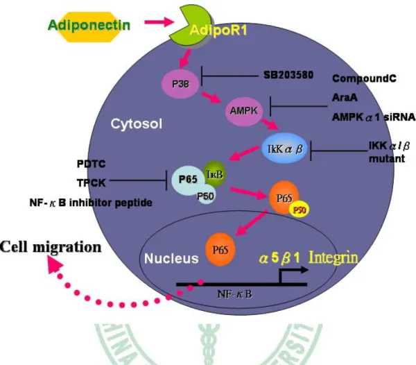 Fig. 13    Schematic diagram of the signaling pathways involved in adiponectin-  induced cell migration in human prostate cancer cell
