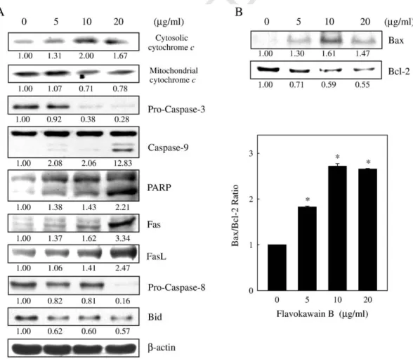 Fig. 5. Western blot analysis of mitochondrial and cytosolic cytochrome c, caspase-3, caspase-8, caspase-9, PARP, Fas, FasL, Bid (A) and Bcl-2 and Bax protein levels (B) in KB cells exposed to flavokawain B