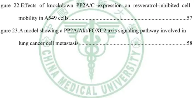 Figure 17.Effects of overexpression Akt on resveratrol-inhibited FOXC2  expression… ..................................................................................................51   Figure 18.Effects of resveratrol on PP2A/C protein expression and PP2