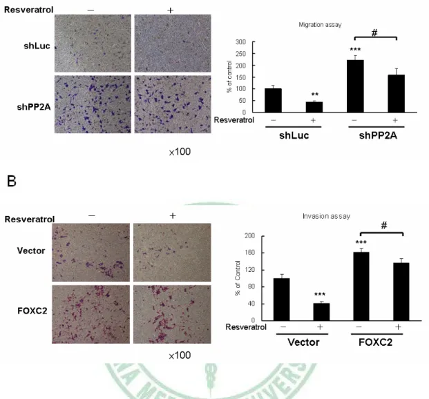 Figure 22. Effects of knockdown PP2A/C expression on resveratrol-inhibited cell  mobility in A549 cells