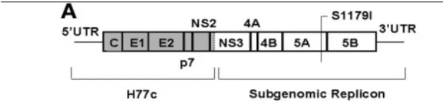 圖 3.1  具 HCV (genotype 1b) subgenomic DNA  質體備製 