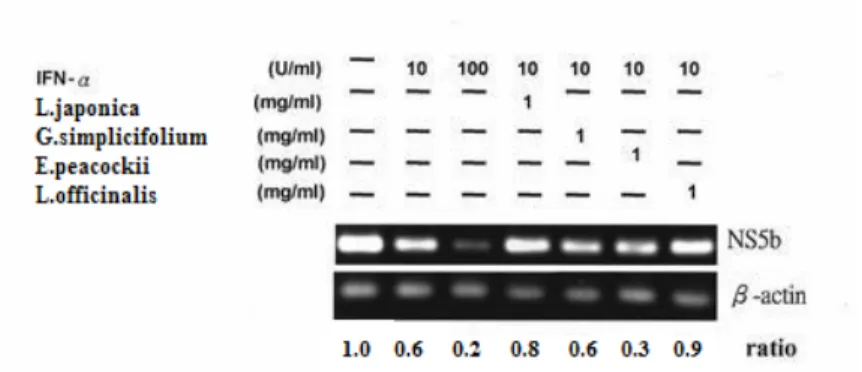 圖 4.5  具有抑制 HCV subgenomic replicon 複製能力之中草藥與 10  IU/ml IFN-α合併處理分析。 