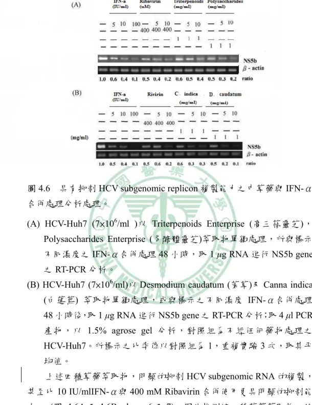 圖 4.6  具有抑制 HCV subgenomic replicon 複製能力之中草藥與 IFN-α 合併處理分析處理。 