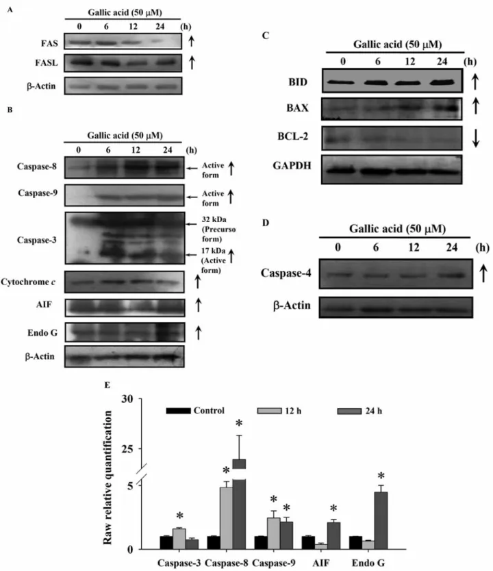 Figure 6. GA affected protein and mRNA expression of apoptosis-related proteins in HL-60 cells