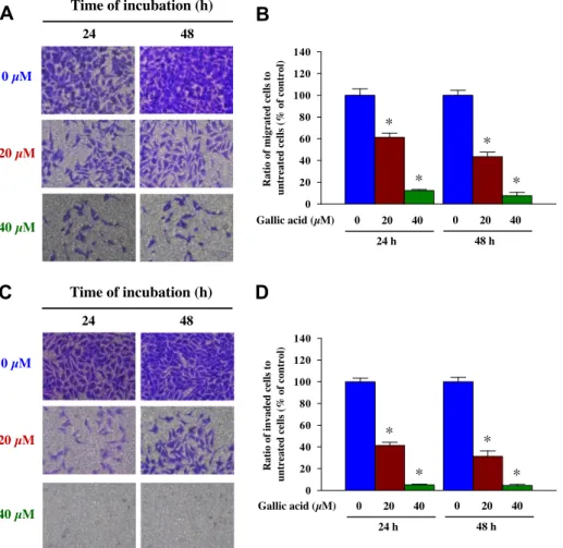 Fig. 2. GA suppressed cell migration and invasion of U-2 OS cells. Cells were treated with 0, 20 and 40 l M of GA for 24 and 48 h