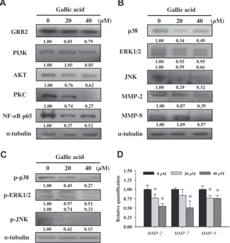 Fig. 4. GA altered the proteins and gene levels of associated with migration and invasion in U-2 OS cells