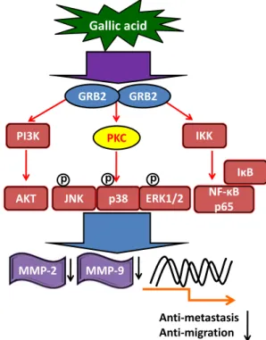 Fig. 6. The proposed a schematic presentation of the mechanisms of GA-inhibited migration and invasion of human osteosarcoma U-2 OS cells.