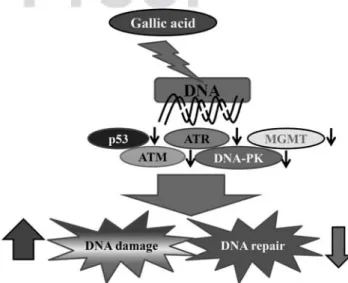 Fig. 4. GA-affected DNA damage and -inhibited repair genes expression in PC-3 cells was determined by real-time PCR
