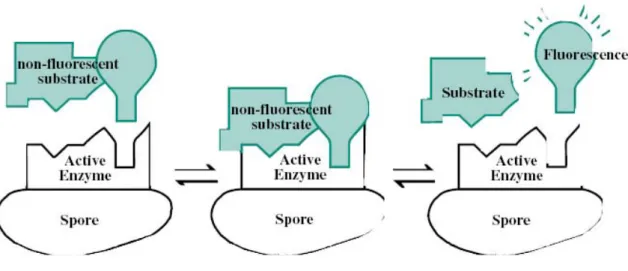 Figure 3-1 4-MUG 與 α-glucosidase 結合釋放 4-MU 螢光物質反應圖 (3M  Health Care, 2005)。  2.  構造  RRBI 之構造如 Figure 3-2 所示，以下依各部位分別說明：  Figure 3-2 RRBI  構造圖  A