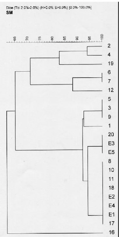 Figure 6.  Analysis of the degrees of genetic relatedness (expressed as  percentages) of individual strains performed by use of GelCompar II software