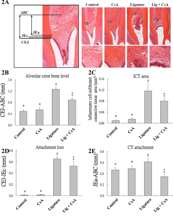 Figure   2.    Effect   of  CsA  on   ligature-induced   periodontal   tissue   destruction