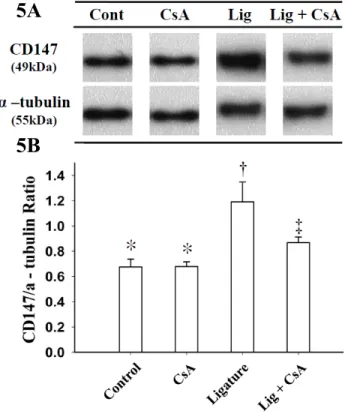 Figure 5.  Effect of CsA on ligature-induced  protein  expressions of  EMMPRIN  in gingiva