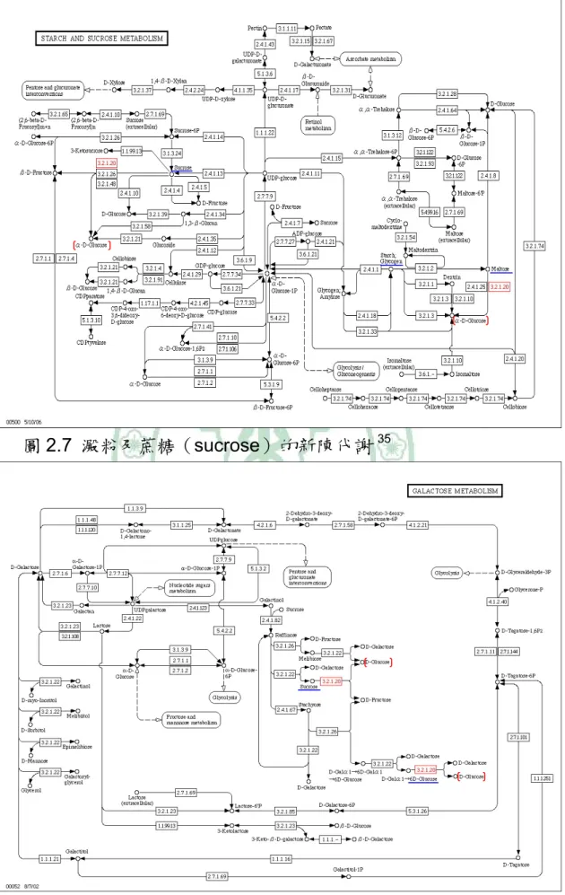 圖 2.7 澱粉及蔗糖（sucrose）的新陳代謝 35