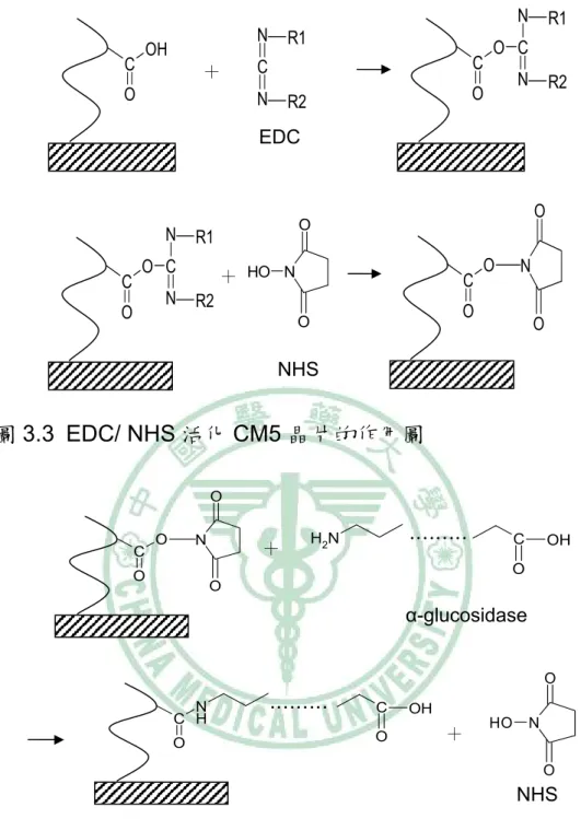 圖 3.3 EDC/ NHS 活化 CM5 晶片的作用圖  圖 3.4 α-glucosidase 固定在 CM5 晶片上的作用圖  圖 3.5 EA 去活化作用圖 R1CR2OO CNN NOH OO CO O N OO＋NHS COOHNCNR1R2＋ R1CR2OO CNNEDC………………NH2COC OHOONOO＋NHCOCOOHHONOO＋α-glucosidase NHS COONOO＋H2NCH2CH2OH CCH2 CH 2 OHONEAH