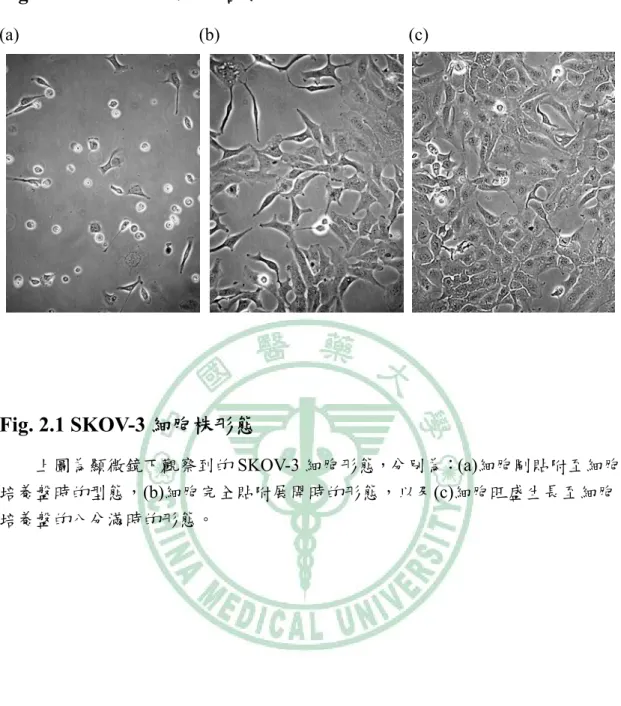 Figure 2    SKOV-3 細胞培養  (a)                                        (b)                                          (c)  Fig
