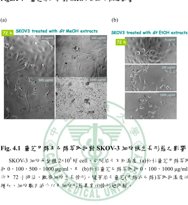 Figure 4    靈芝萃取物對 SKOV-3 細胞株之影響 