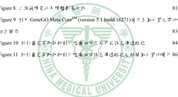 Figure 11  松杉靈芝萃取物抑制口腔癌細胞訊息傳遞路徑之相關蛋白質的變化 86 