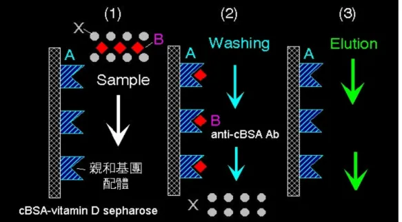 圖 2.5 親合性管柱層析原理。(1)利用 cBSA sepharose 當成是親合 性的配體，當樣品通過時 anti-cBSA antibody 會與 cBSA sepharose 形成專一性的結合。(2)以緩衝液清洗後所收集的為非專一性分子  (X)， 會隨著流動相流出管柱，將 X 收集後可進行另一種管柱之純 化步驟。(3) 與親和基團間有專一性作用的分子 (B) 會結合且滯留