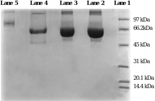 圖 4.6 12% SDS PAGE 照相顯影圖。Lane 1 為蛋白質之標準品，