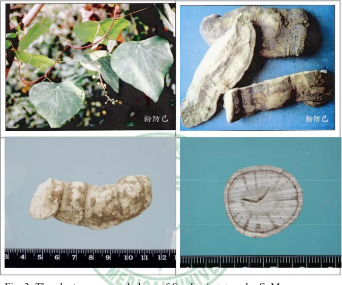 Fig. 3: The plant macromorphology of Stephania tetrandra S. Moore 