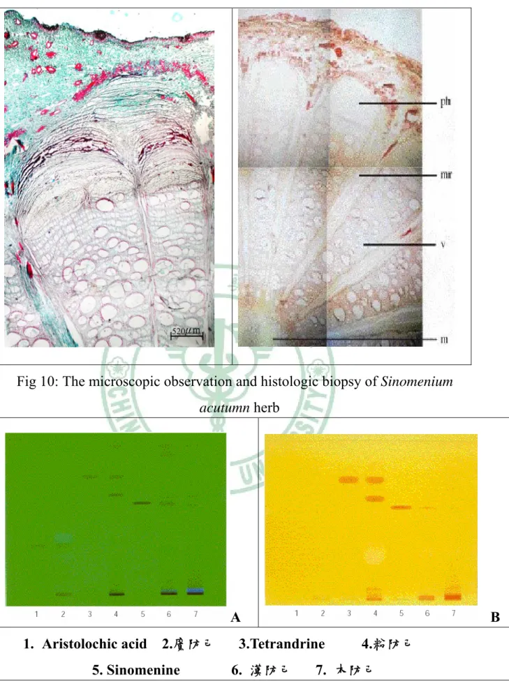 Fig 10: The microscopic observation and histologic biopsy of Sinomenium  acutumn herb   