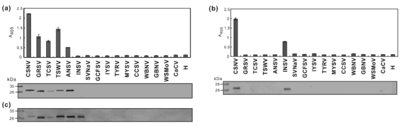 Fig. 2 Serological reactions of rabbit polyclonal antiserum RAs-CSNV-N (a) and 