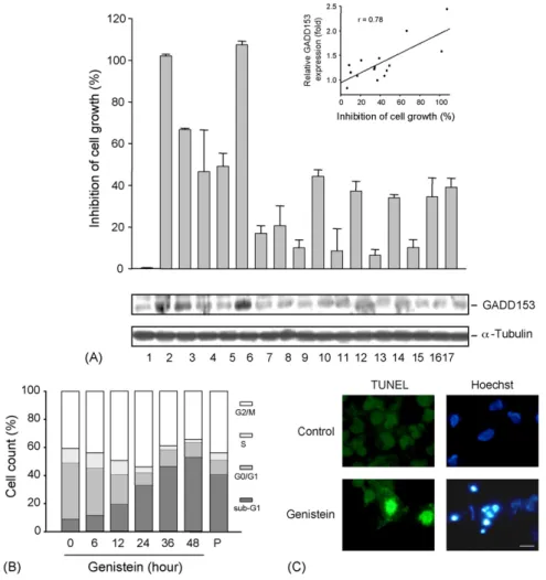 Fig. 1 – Identification of flavonoid-induced anticancer effect in Hep3B cells. (A) The flavonoid (100 mM) was added to cells for 48 h