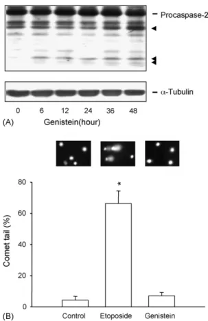 Fig. 5 – Effect of genistein on the expression of caspase-2 and DNA damage. (A) Hep3B cells were treated with genistein (100 mM) for the indicated time course