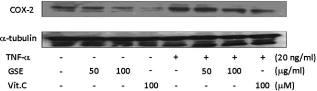Fig. 7 Effect of GSE and vitamin C on PGE 2 production in HUVECs. TNF-a (20 ng/mL) increased the production of PGE 2 