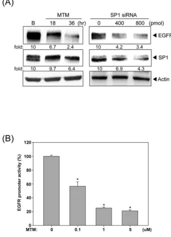 Fig. 5. SP1 is essential for the EGFR transcription. 