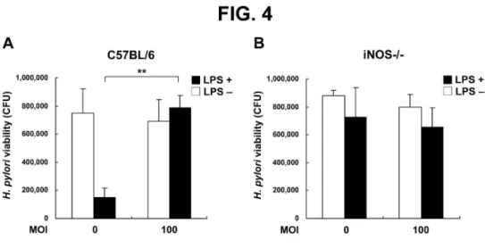 Fig. 4. Bactericidal effects of NO on H. pylori. Murine PEMs from C57BL/6 wild-type (A) or iNOS-/-  (B) mice were grown on the bottom layer of trans-well culture plates and infected with H