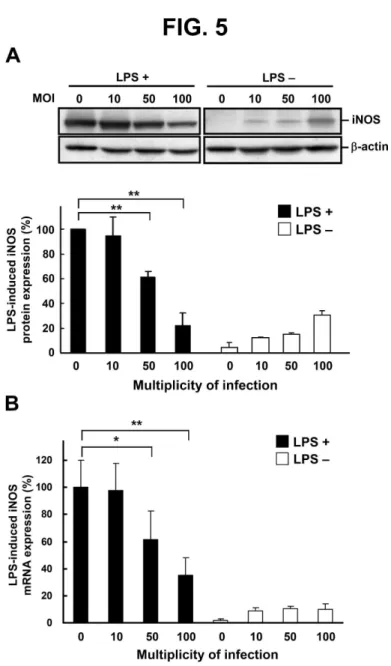 Fig. 5. H. pylori–mediated inhibition of iNOS expression in LPS-treated macrophages. Murine PEMs  were treated without or with LPS and infected with H