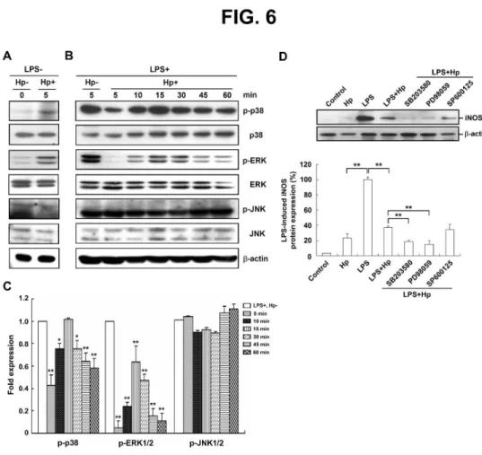 Fig. 6. Signaling pathways involved in the inhibition of LPS-induced macrophage activation by H