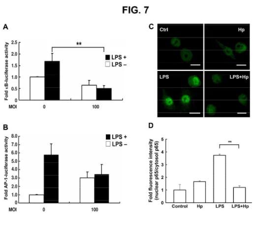Fig. 7. H. pylori–mediated attenuation of LPS-induced NF-κB activation. RAW 264.7 cells transfected  with a reporter gene for NF-κB (A), AP-1 (B), or ĸ-gal-lacZ (1 µg each) were treated without or with 