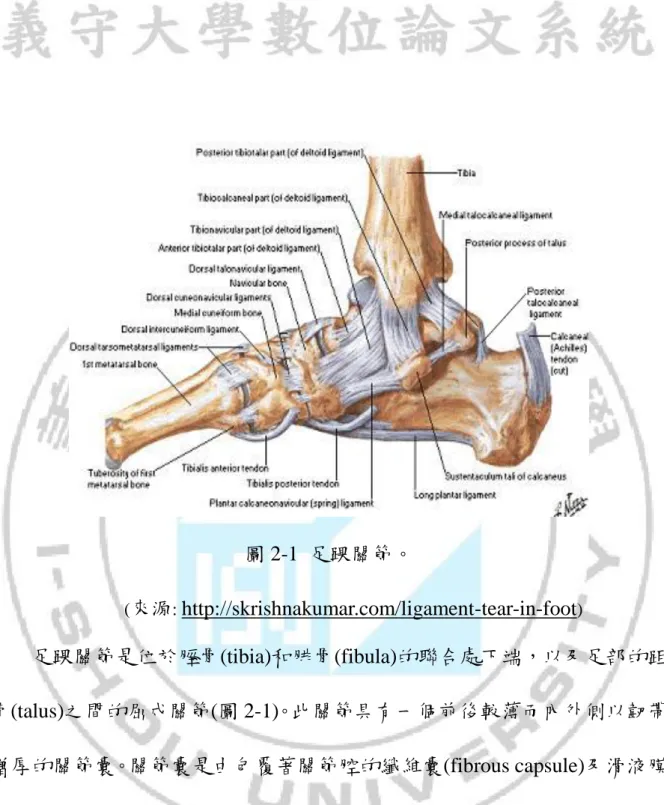圖 2-1  足踝關節。                                ( 來源 :  http://skrishnakumar.com/ligament-tear-in-foot )  足踝關節是位於脛骨(tibia)和腓骨(fibula)的聯合處下端，以及足部的距 骨(talus)之間的屈戍關節(圖 2-1)。此關節具有一個前後較薄而內外側以韌帶 增厚的關節囊。關節囊是由包覆著關節腔的纖維囊(fibrous capsule)及滑液膜 (synovial membrane)所構成，纖維囊為