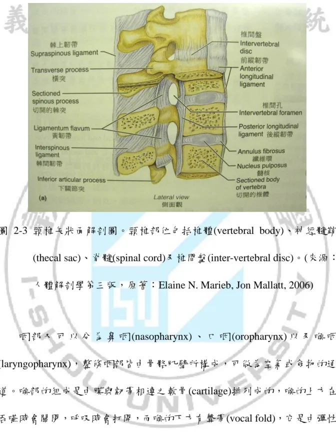 圖 2-3  頸椎矢狀面解剖圖。頸椎部位包括椎體(vertebral  body)、神經髓鞘 (thecal sac)、脊髓(spinal cord)及椎間盤(inter-vertebral disc)。(來源：