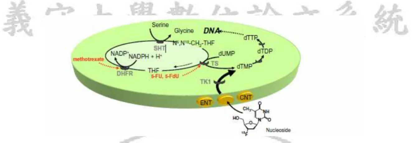 圖 2-1    細胞核 DNA 合成過程包括 De novo pathway  及 salvage pathway  ︰De novo  pathway 為 dUMP 經  thymidylate synthesis(TS)磷酸化成 TMP (thymidine monophosphate) 而 salvage pathway 為胸腺嘧啶核苷(thymidine)經 thymidine kinase(TK1)磷酸化成 TMP。 