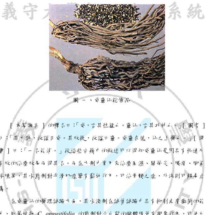 圖  一、威靈仙乾燥品  [  本草綱目 ] 的釋名曰： 「威，言其性猛也。靈仙，言其功神也。」 [  圖考 ]  曰： 「其力勁，故謚日威。其效捷，故諡曰靈。威靈合德，仙之上藥也。」[  開 寶 ] 曰：「一名能消。」從這些古籍中的敘述可以得知威靈仙是因具有快速又 有效的治療效果而得其名。而在方劑中常用來治療風濕、關節炎、腰痛、腳氣 浮腫等，其水煎劑對平滑肌痙攣有鬆弛作用，可治骨骾之症，外洗則可解毒止 癢。  在威靈仙的藥理試驗方面，其水浸劑在試管試驗中具有抑制皮膚癬菌的能 力，同屬植物  C