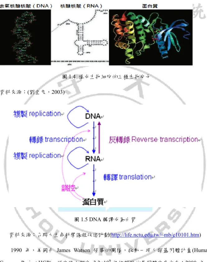 圖 1.4  構成生物細胞的三種生物分子  資料來源：(劉宣良，2003) 