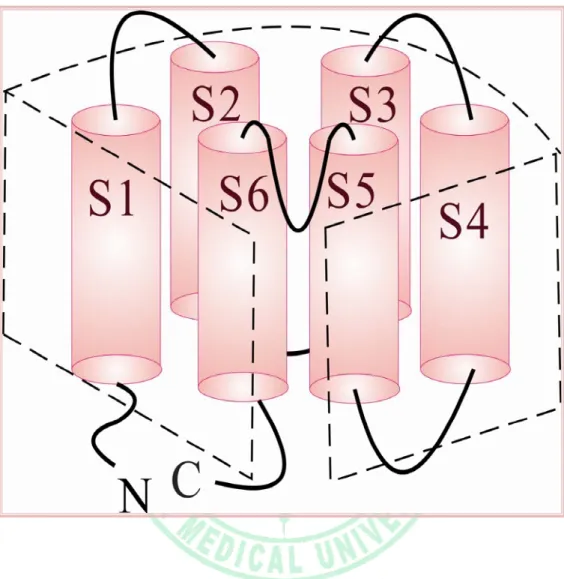 圖 1：Kv 通道上之單個 α-膜蛋白次單元  (α- subunit)立體結構：           