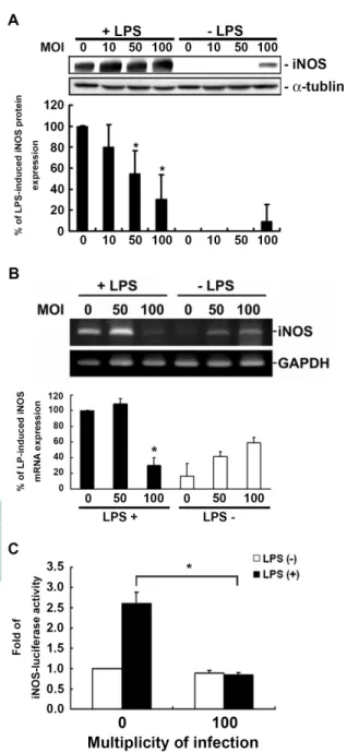 Figure  3.  Inhibition  by  H.  pylori  of  expression  of  protein  and  gene  transcription  for  iNOS  in LPS-induced  macrophage  activation