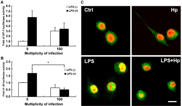 Figure 5. Inhibition of LPS-induced NF-kappaB activation by H. pylori. RAW 264.7 cells  transfected with reporter gene AP-1 (A), NF-kappaB (B), and β-gal-lacZ (each at 1µg) were  treated  with  or  without  LPS  (2µg/ml)  and  infection  with  or  without 