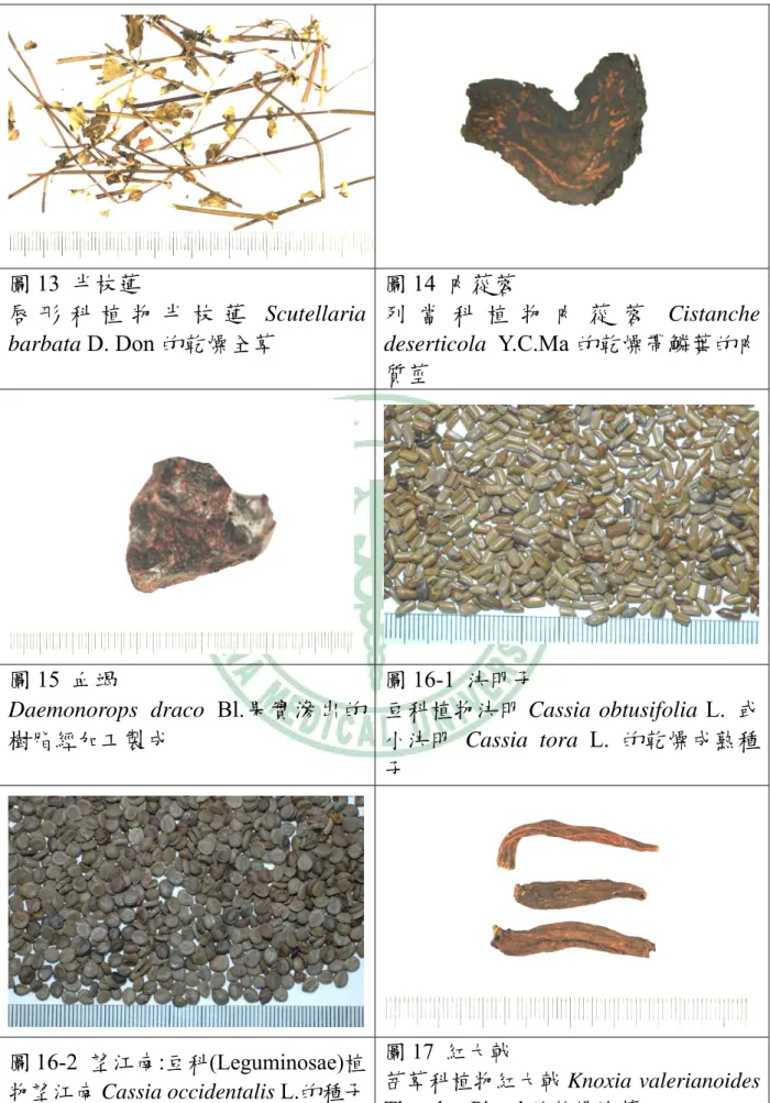 圖 13  半枝蓮  唇 形 科 植 物 半 枝 蓮 Scutellaria  barbata D. Don 的乾燥全草  圖 14  肉蓯蓉  列 當 科 植 物 肉 蓯 蓉 Cistanche deserticola Y.C.Ma 的乾燥帶鱗葉的肉 質莖  圖 15  血竭  Daemonorops draco Bl.果實滲出的 樹脂經加工製成  圖 16-1  決明子  豆科植物決明 Cassia obtusifolia L