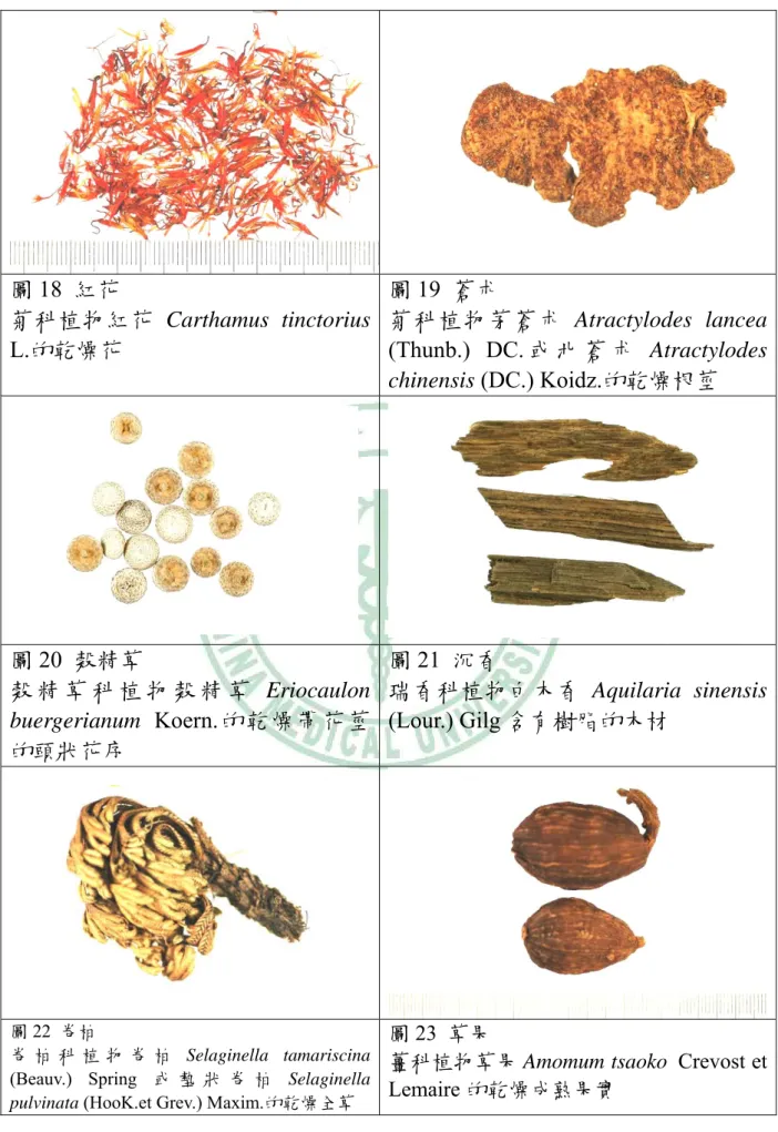 圖 18  紅花  菊科植物紅花 Carthamus tinctorius  L.的乾燥花  圖 19  蒼朮  菊科植物茅蒼朮 Atractylodes lancea (Thunb.) DC