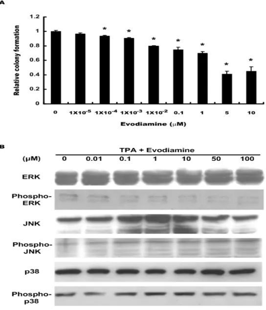 圖 4.2.4. 吳茱萸鹼在 TPA 誘發的細胞群落生成與 MAP kinase 活化的 效果 
