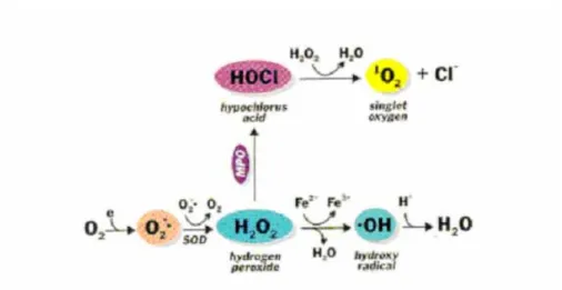 Fig. 3  自由基及抗氧化之關係 